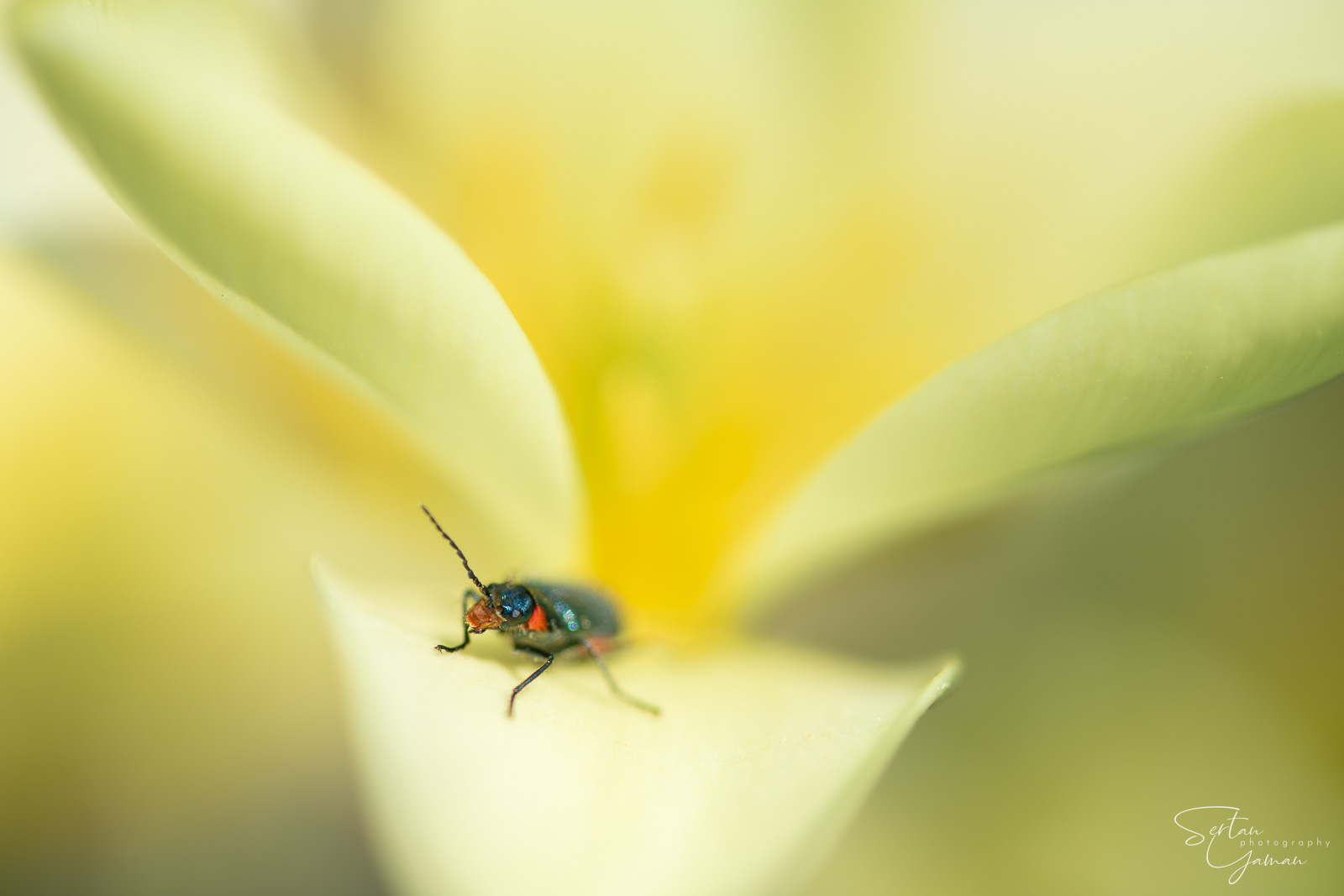 Tulip feast