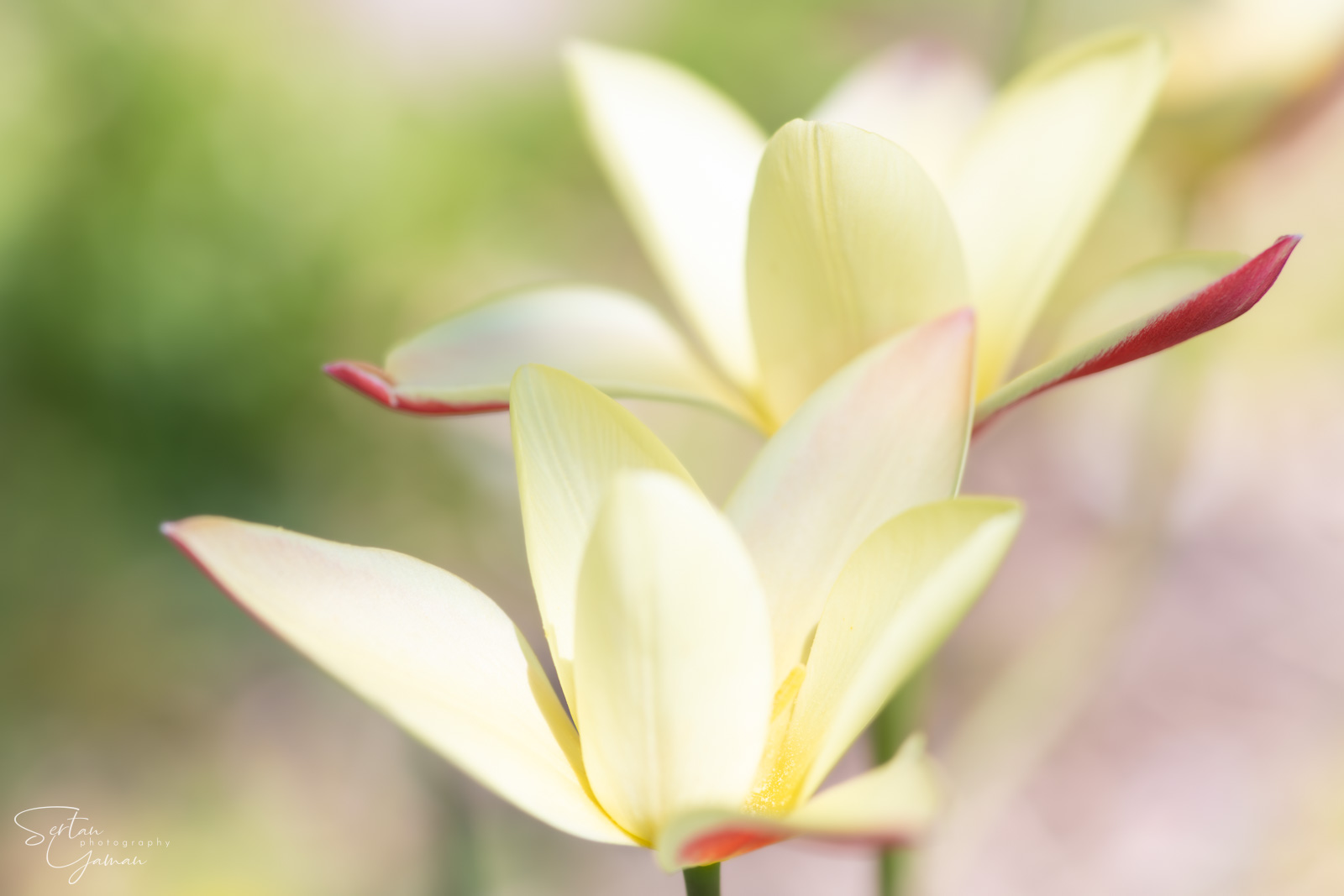 Rising sun tulips