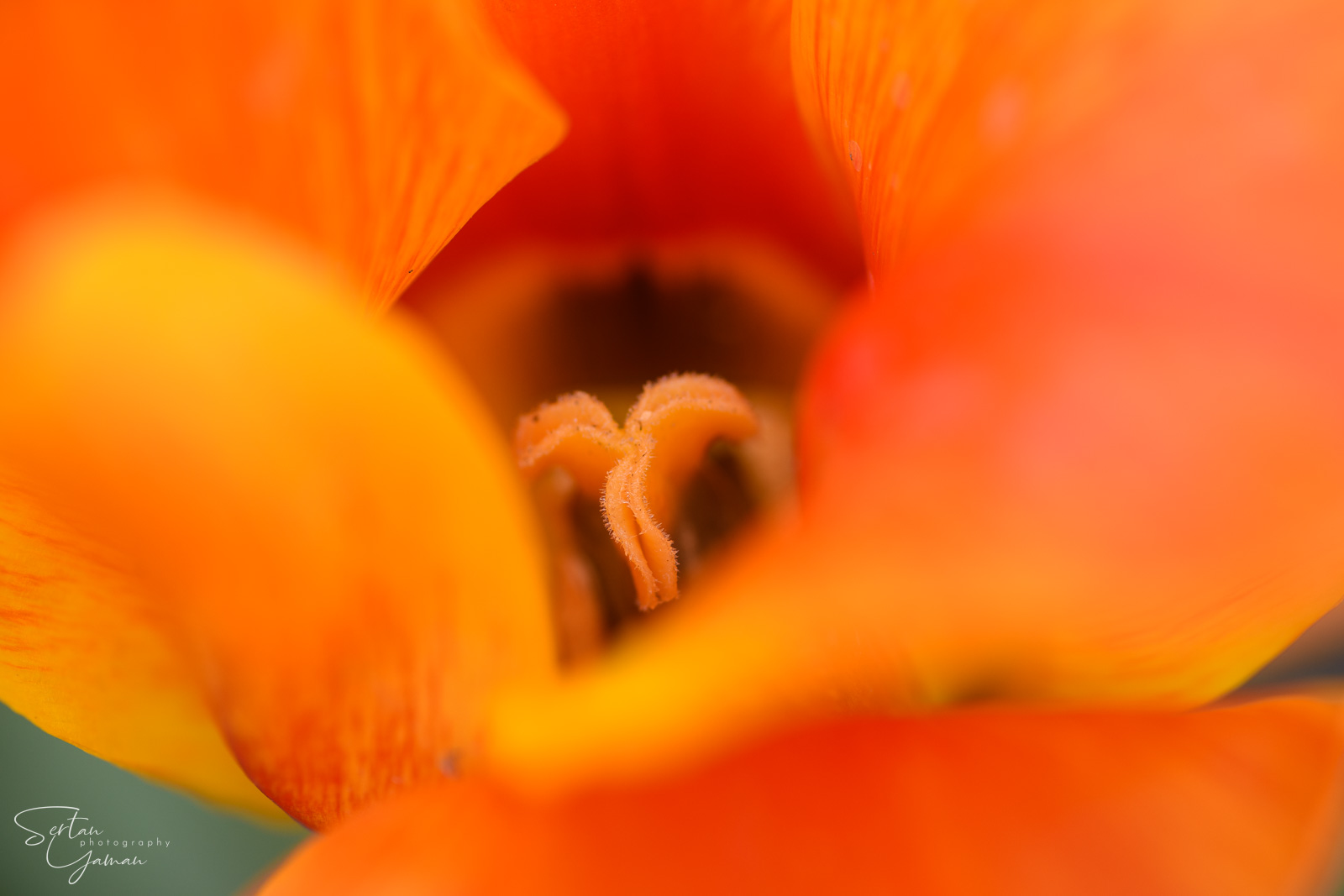 Tulips in the Hortus Bulborum Tulip Museum