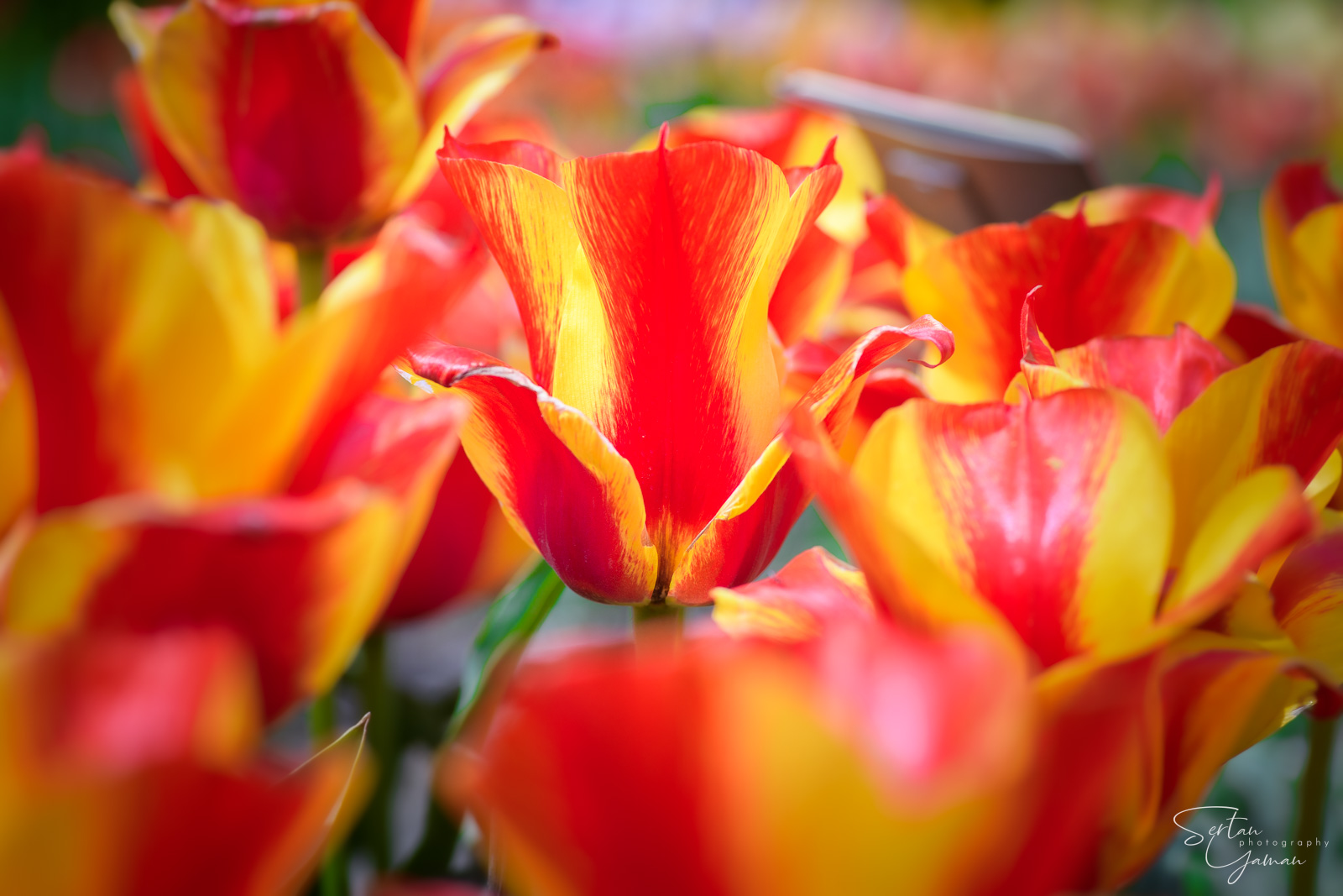 Tulips in the Hortus Bulborum Tulip Museum