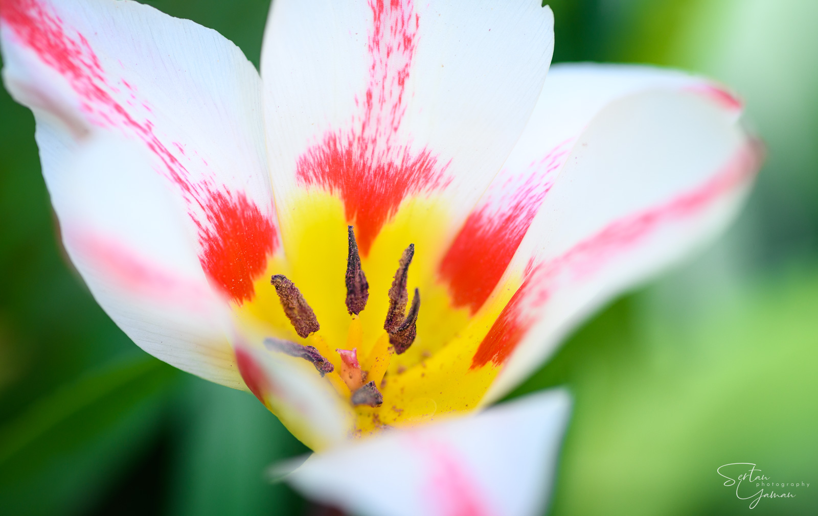 Tulips in the Hortus Bulborum Tulip Museum
