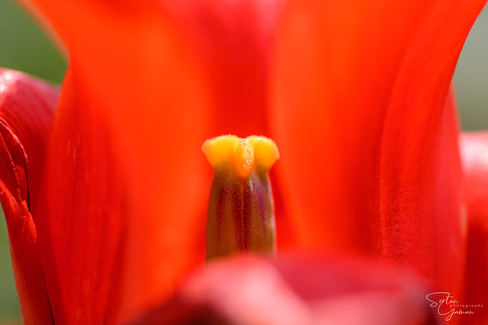 Tulips in the Hortus Bulborum Tulip Museum