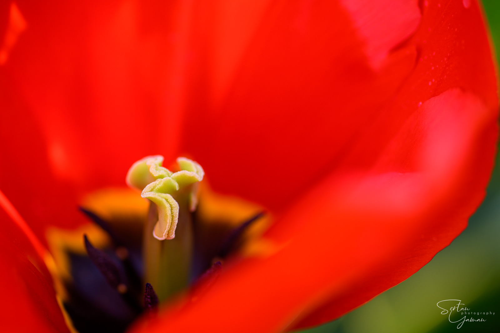 Tulips in the Hortus Bulborum Tulip Museum