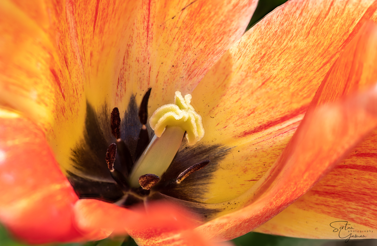 Tulips in the Hortus Bulborum Tulip Museum