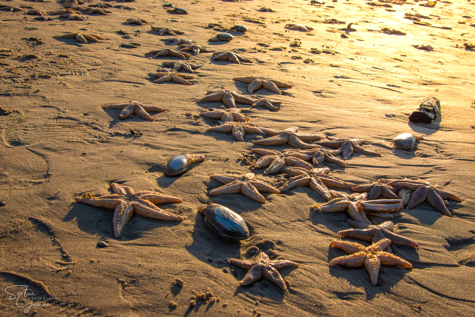 Sea stars stranding