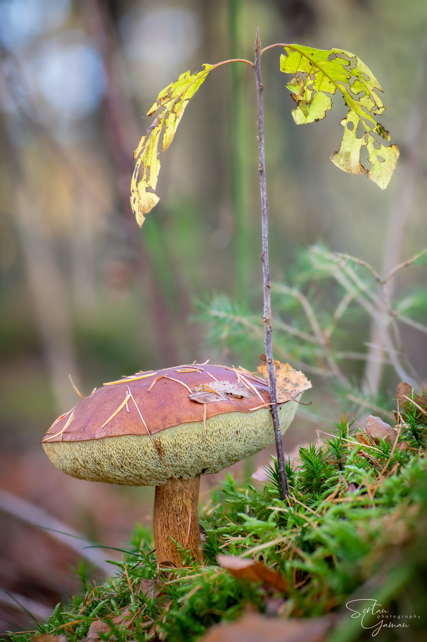 Boletus and its little tree