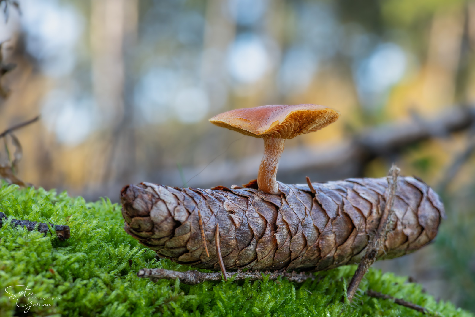 Pinecone invader