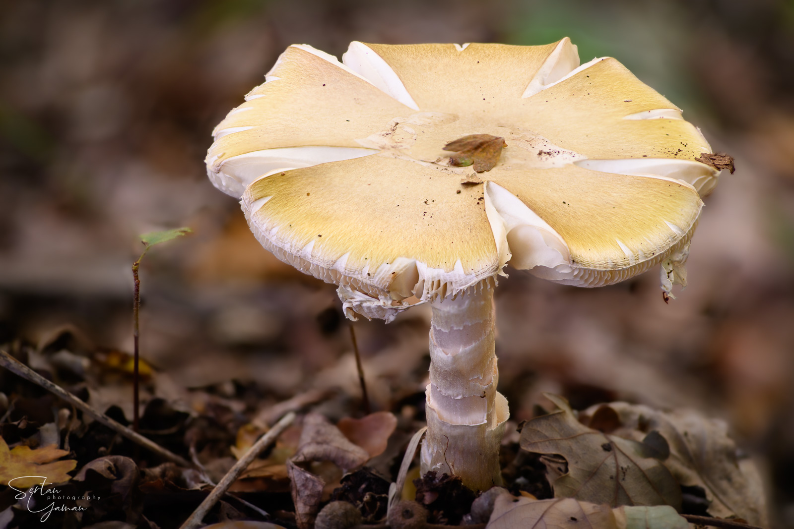 Autumn mushrooms