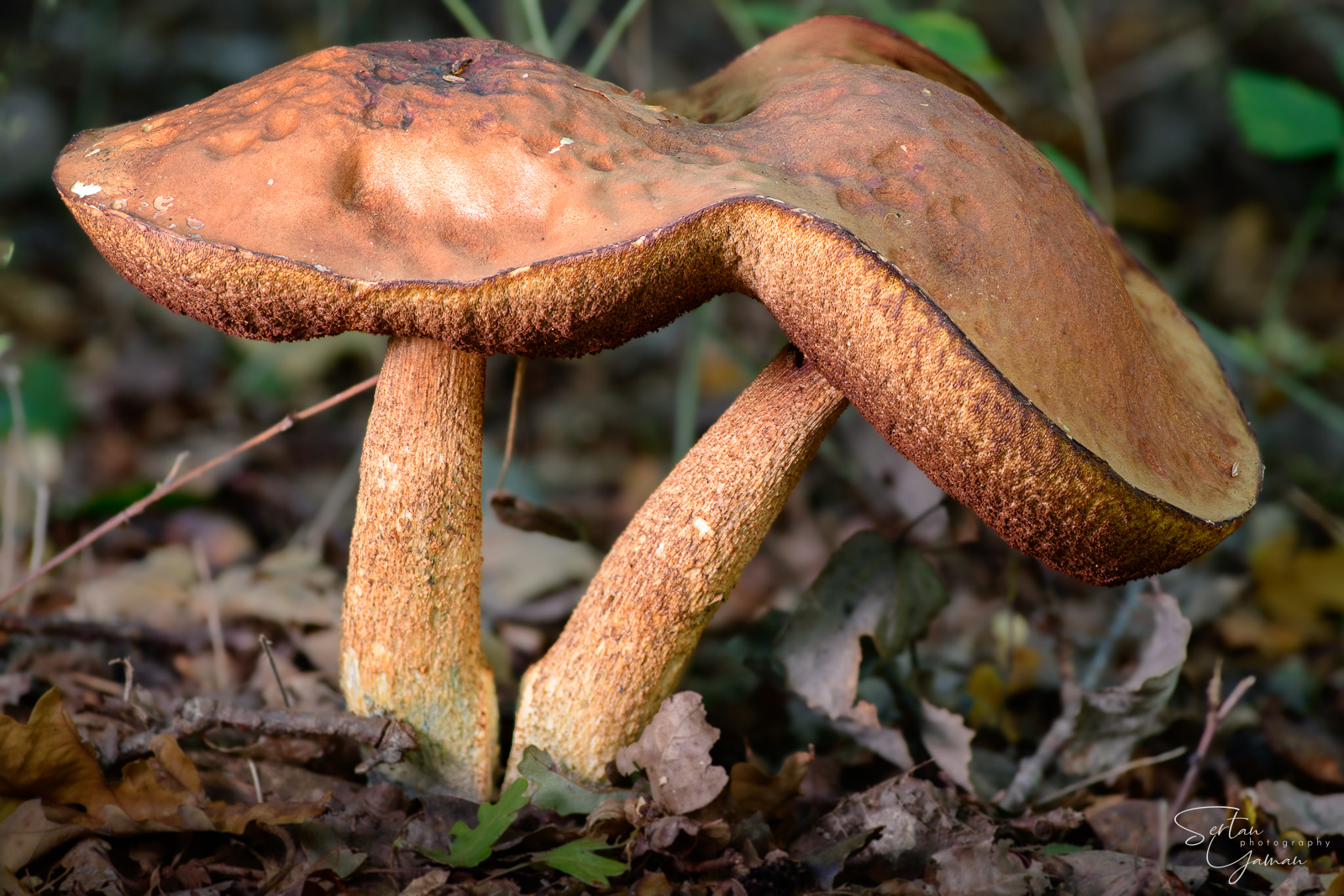 Conjoined boletus twins