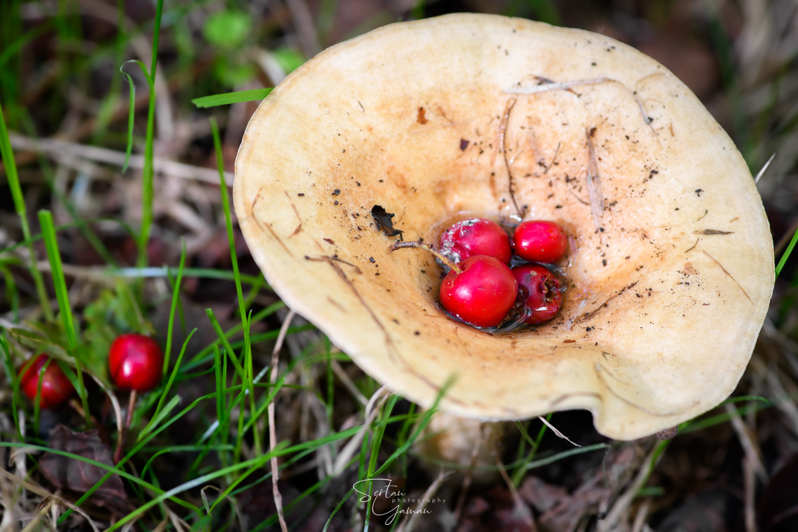 Autumn dish
