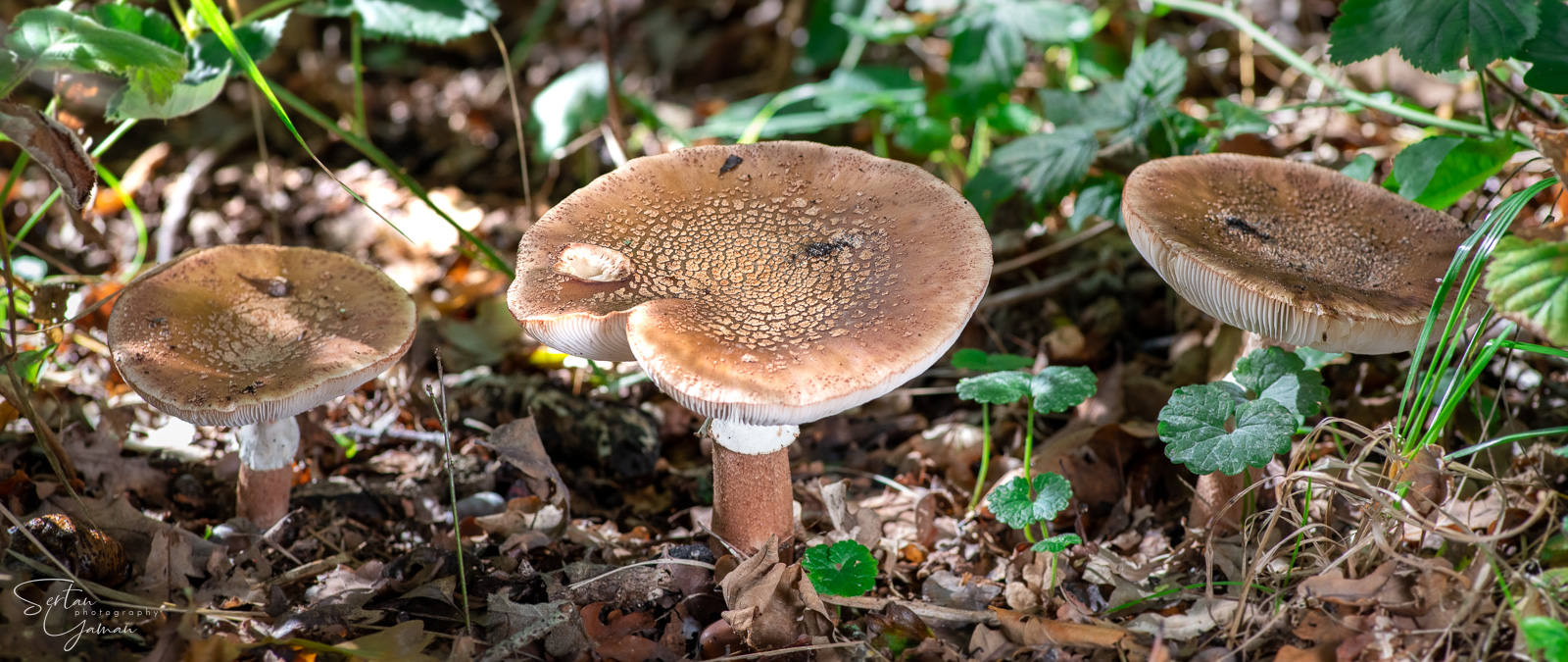 Autumn mushrooms