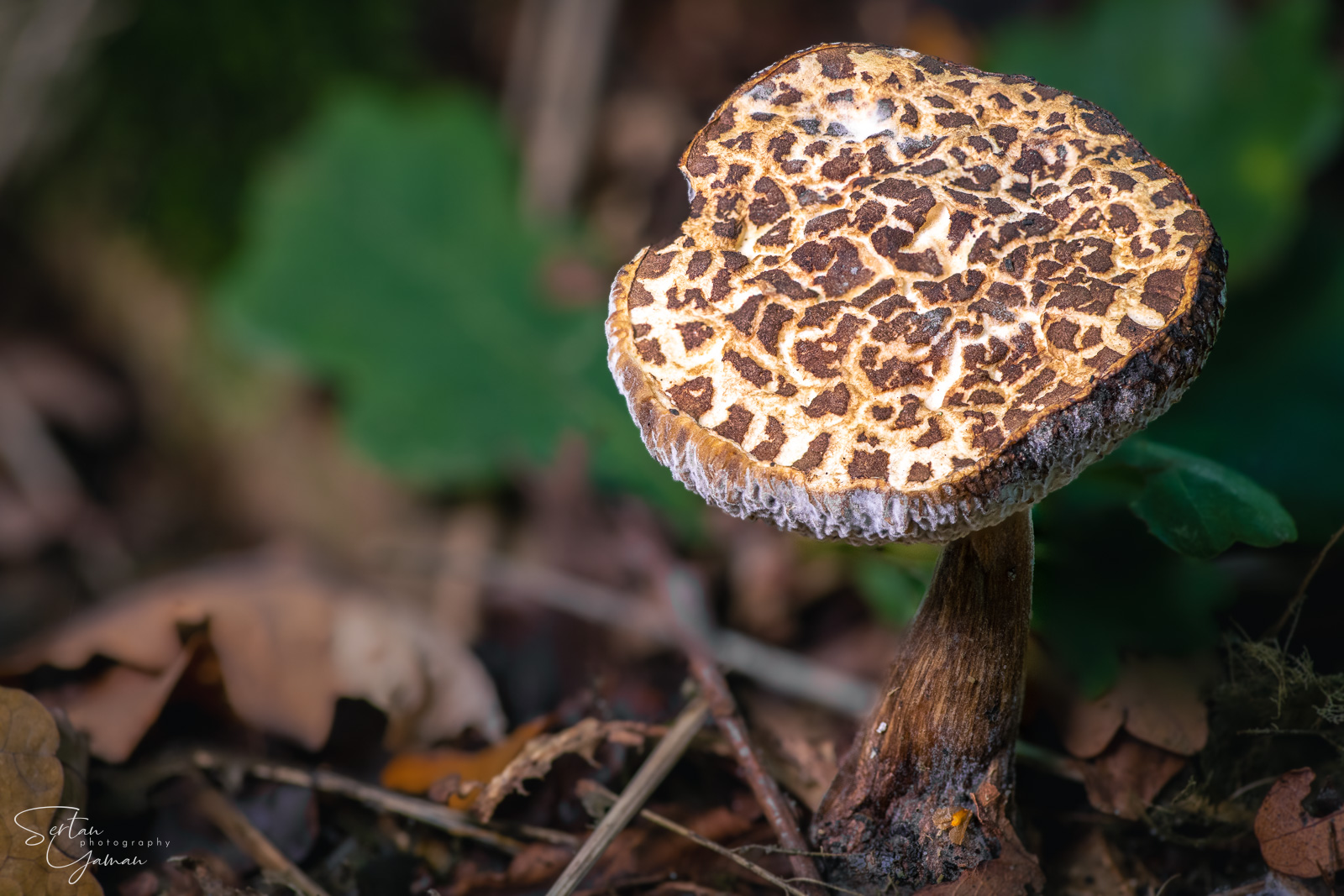 Panther mushroom