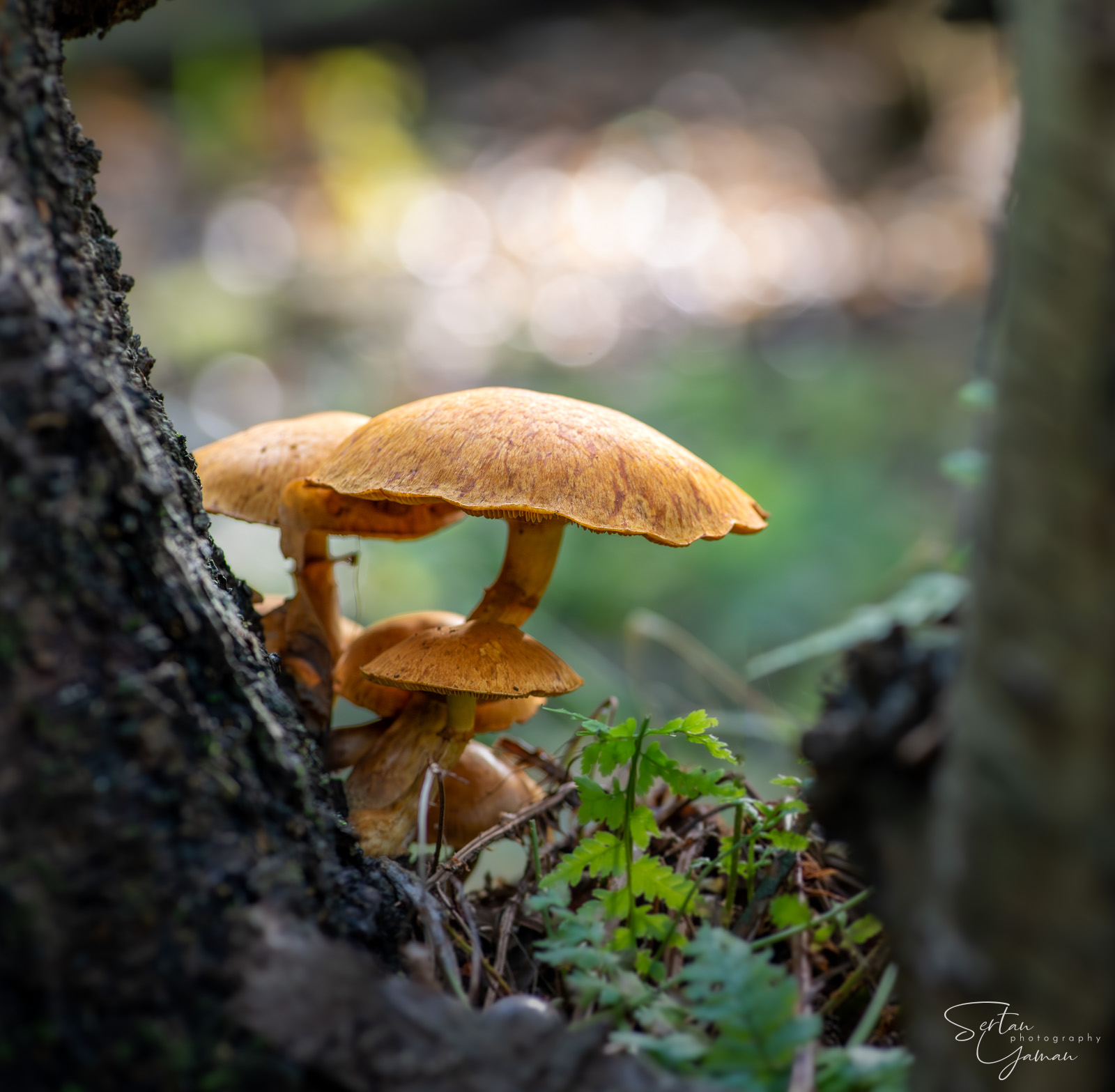 Autumn bokeh