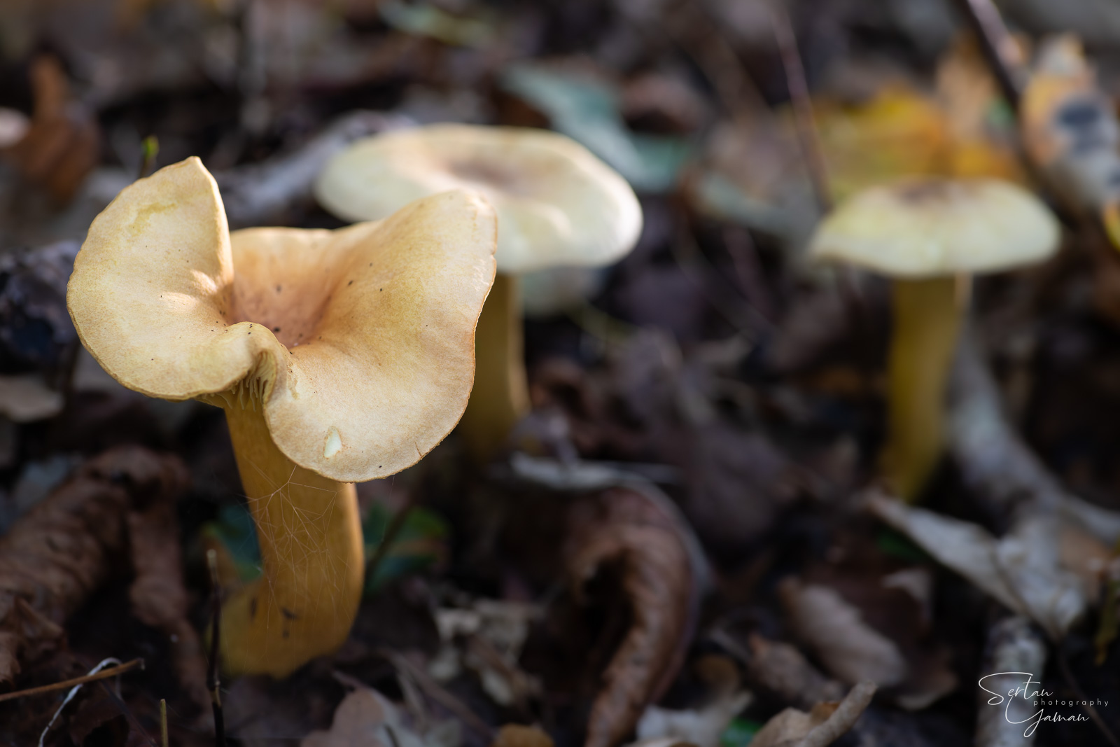 Autumn mushrooms
