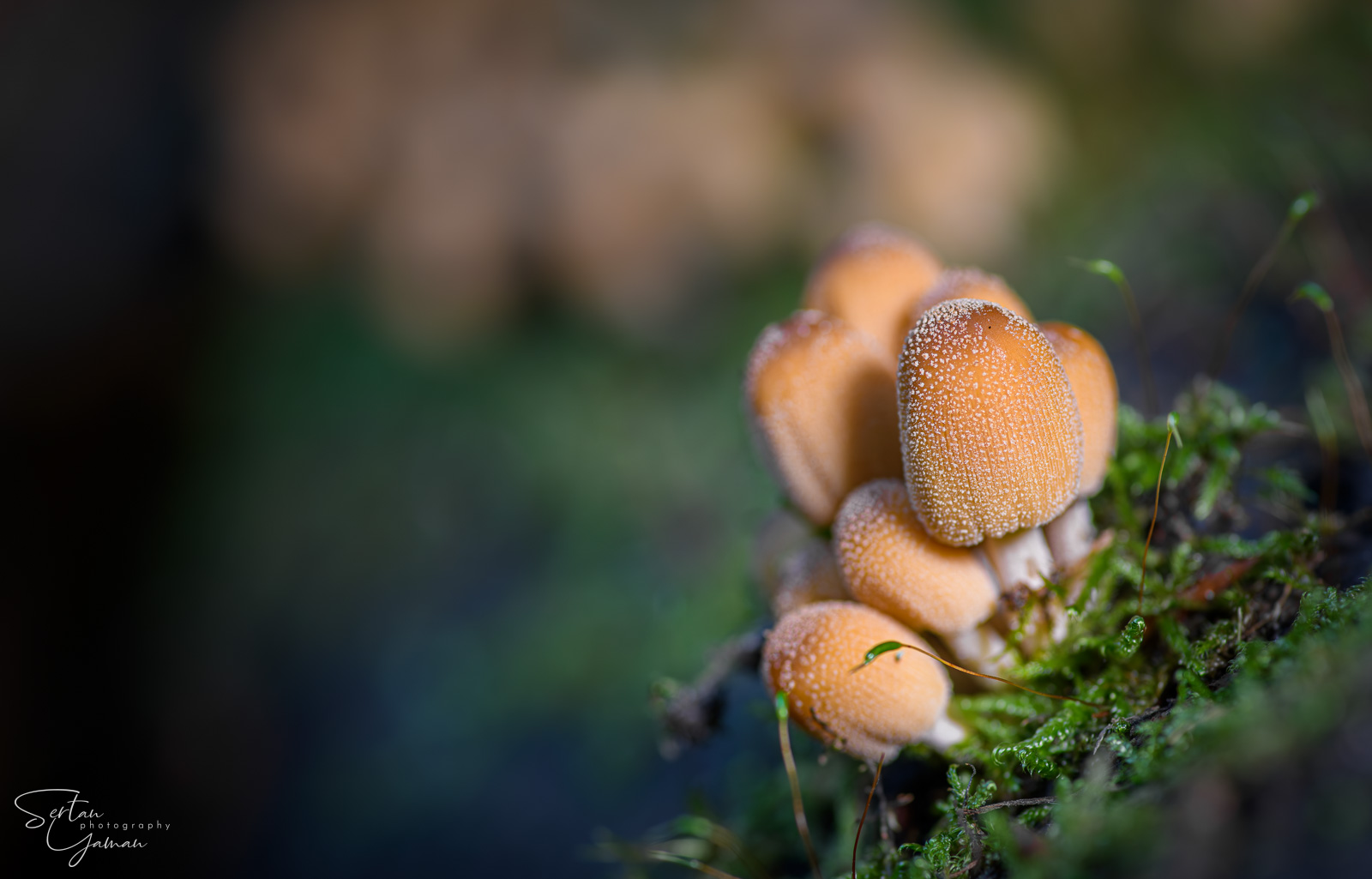 Autumn mushrooms