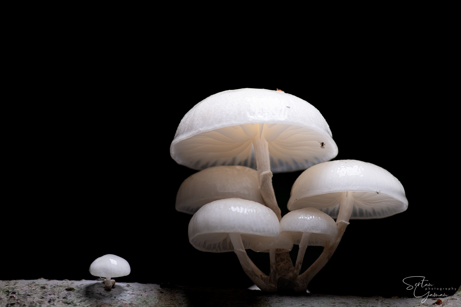 Porcelain fungus
