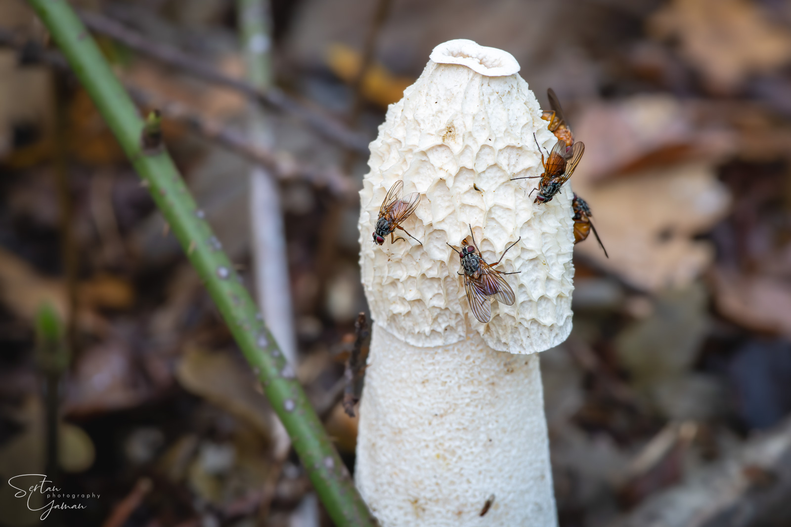 Stinkhorn fungus with its flies