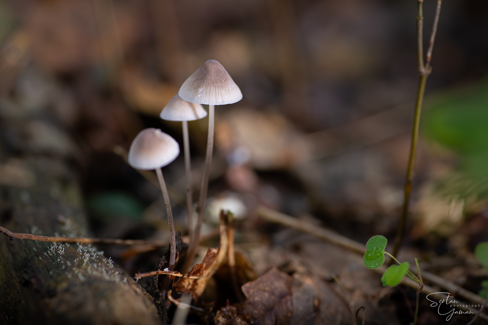 Mycenas on ground