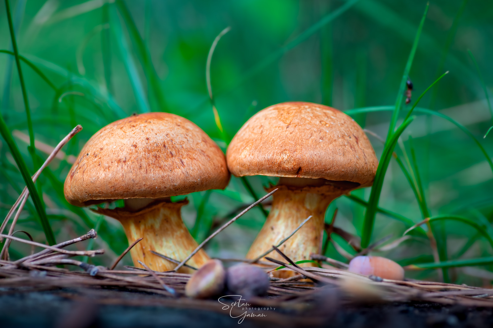 Autumn mushrooms