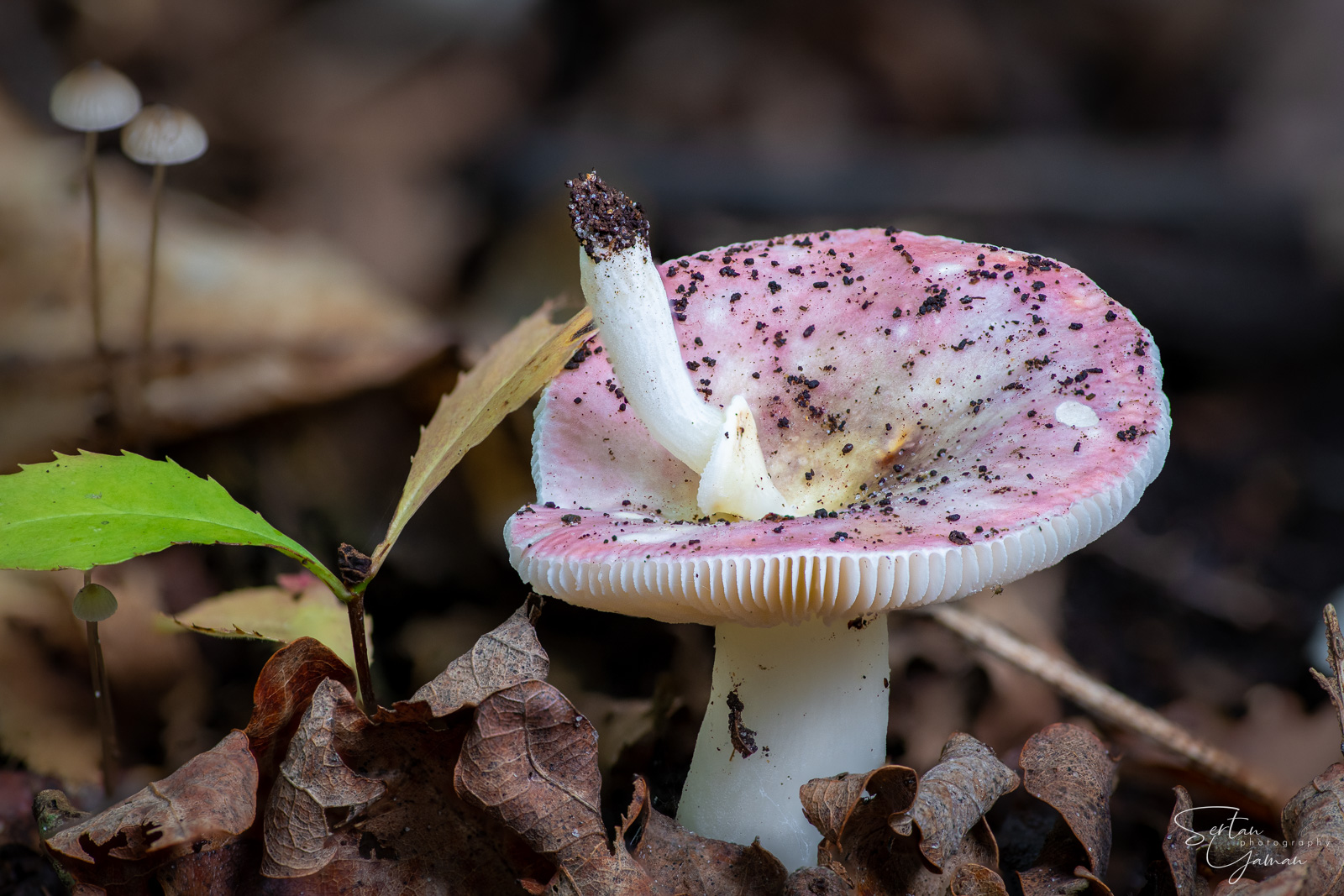 Mushroom in mushroom in mushroom