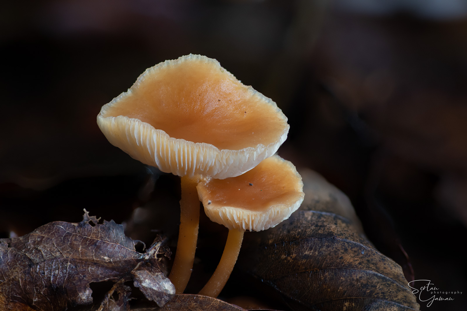 Autumn mushrooms