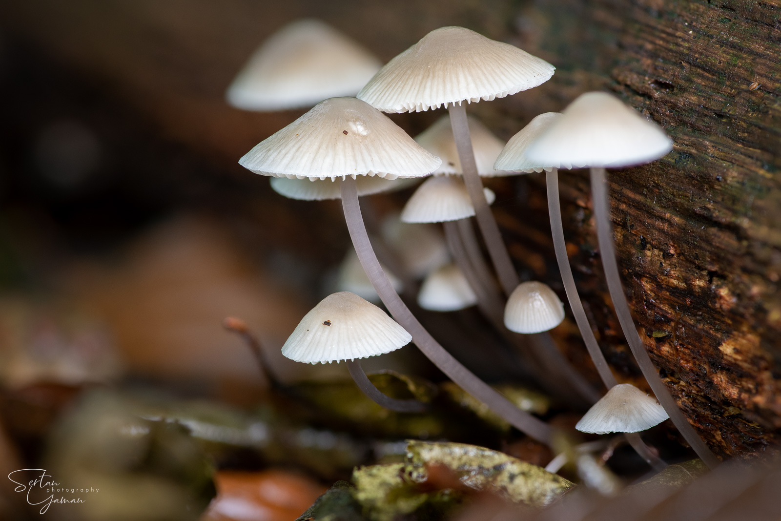 Mycenas under a trunk