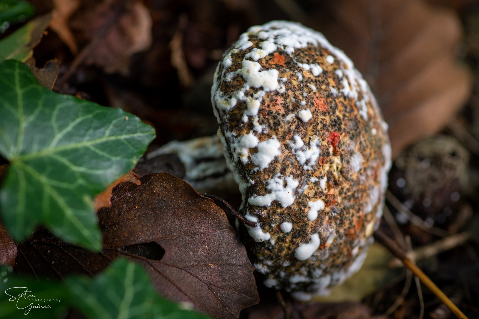 Fungi eaten by fungi