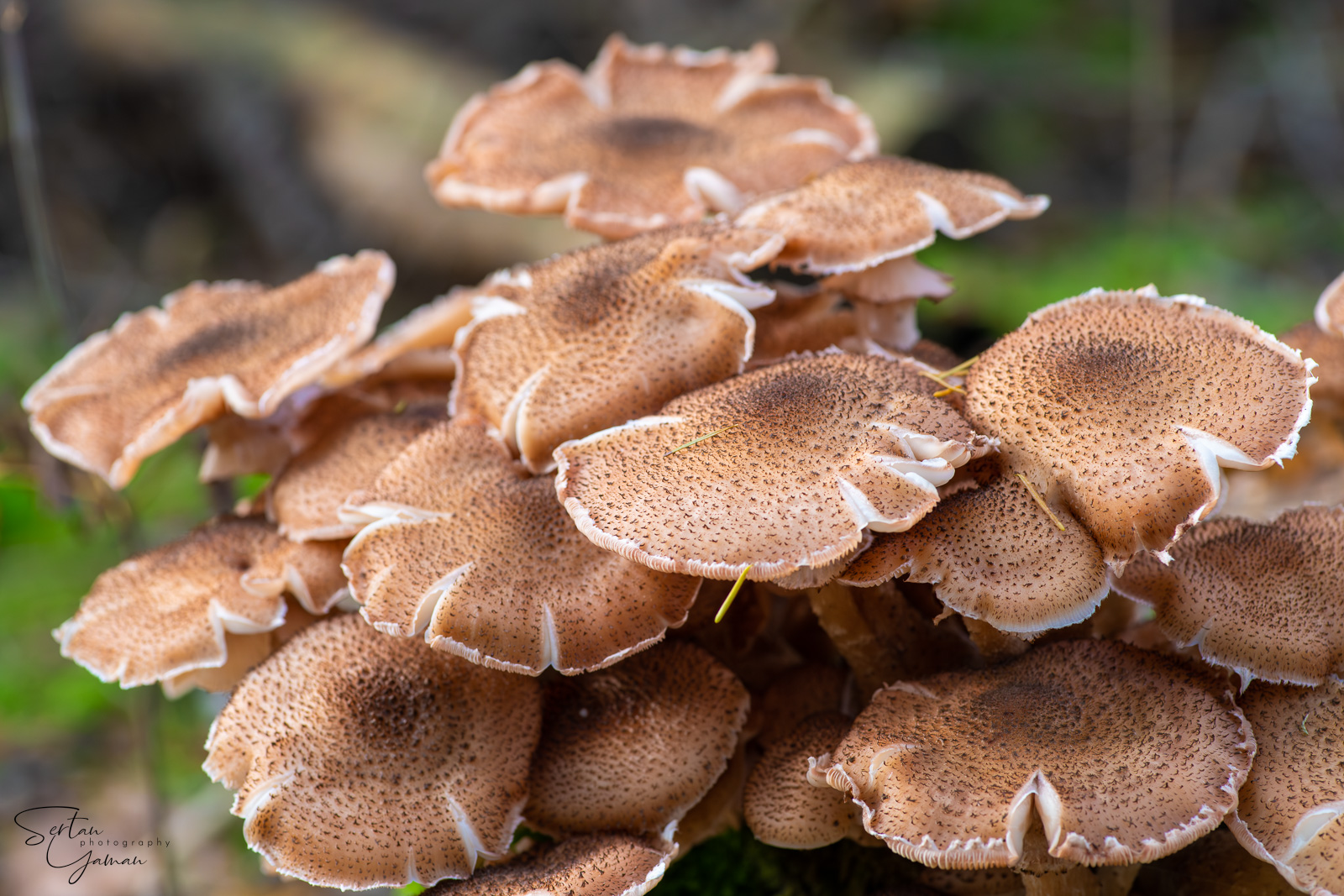 Dark honey fungus commune