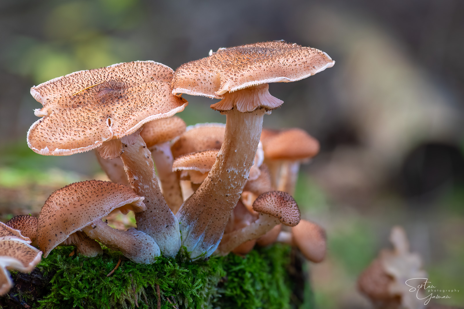 Dark honey fungus
