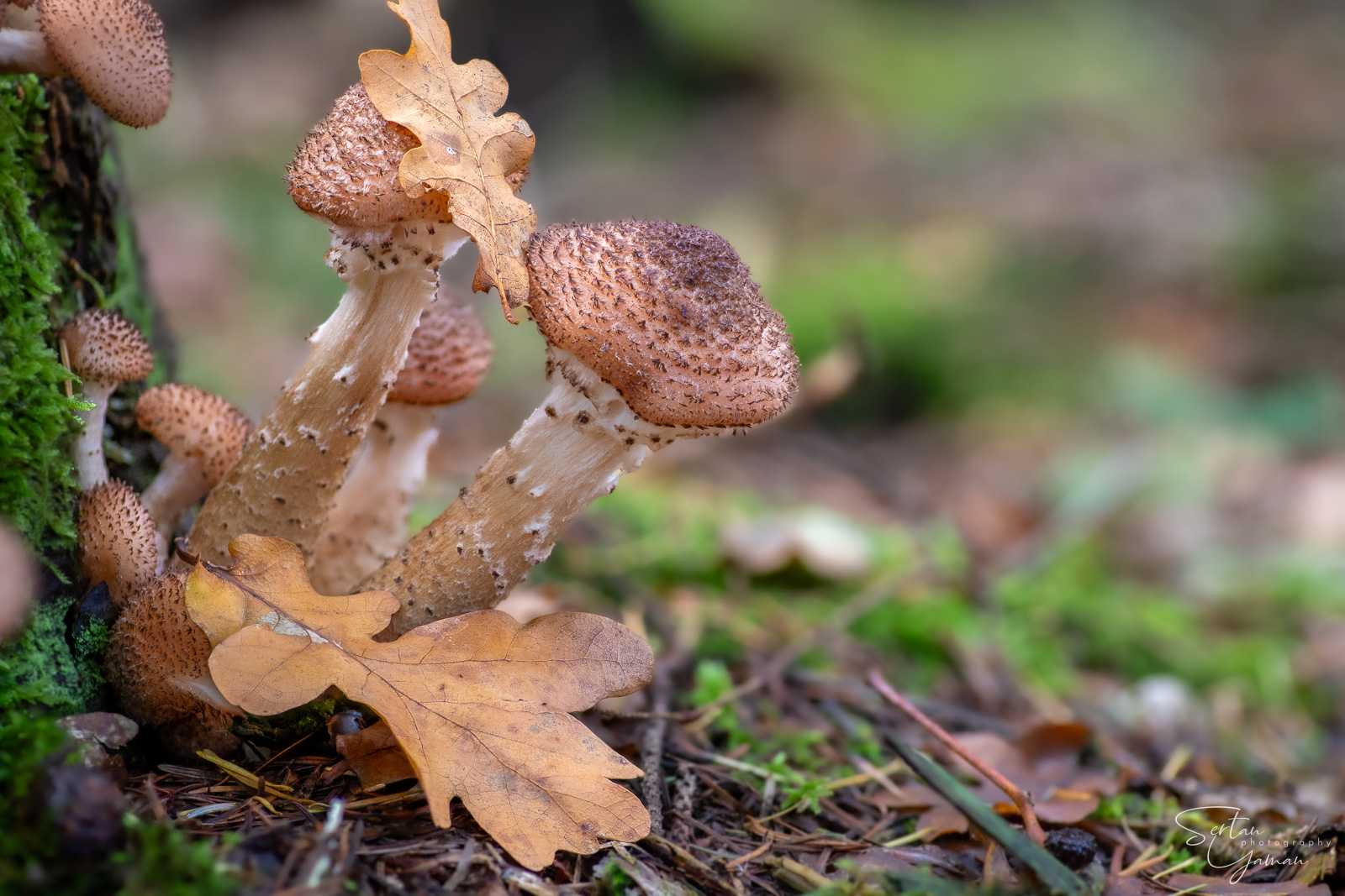 Fresh dark honey fungus