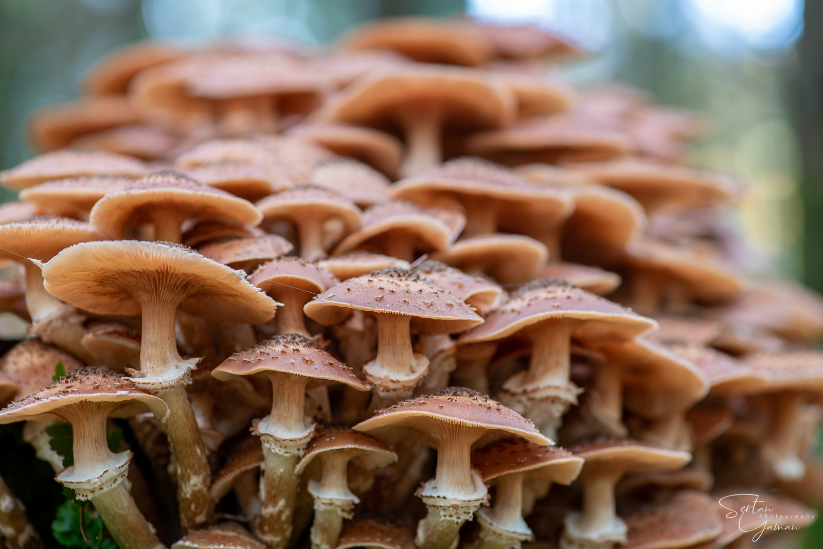 Dark honey fungus commune