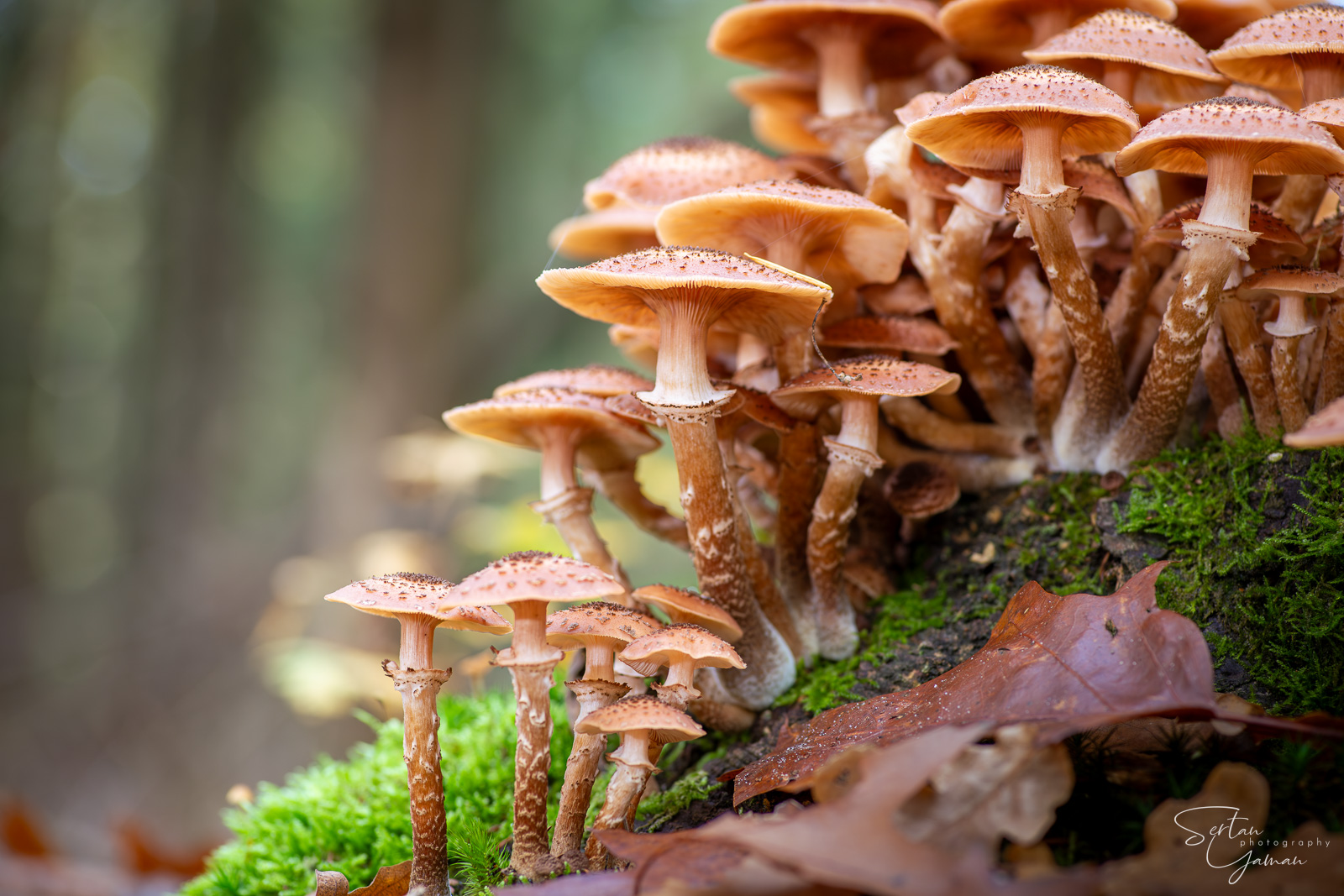 Dark honey fungus commune