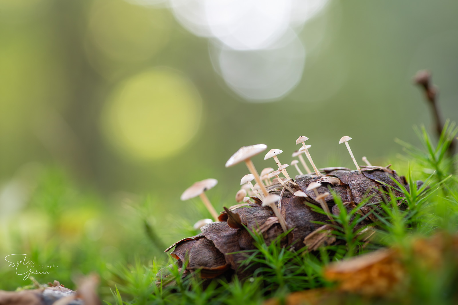 Pinecone mushrooms