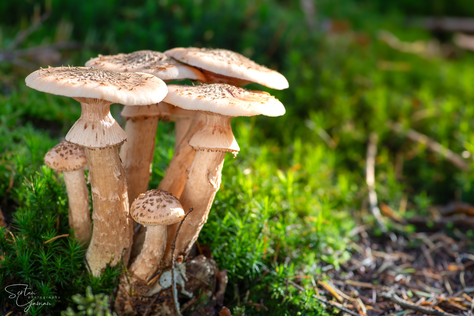 Dark honey fungus in the evening sun