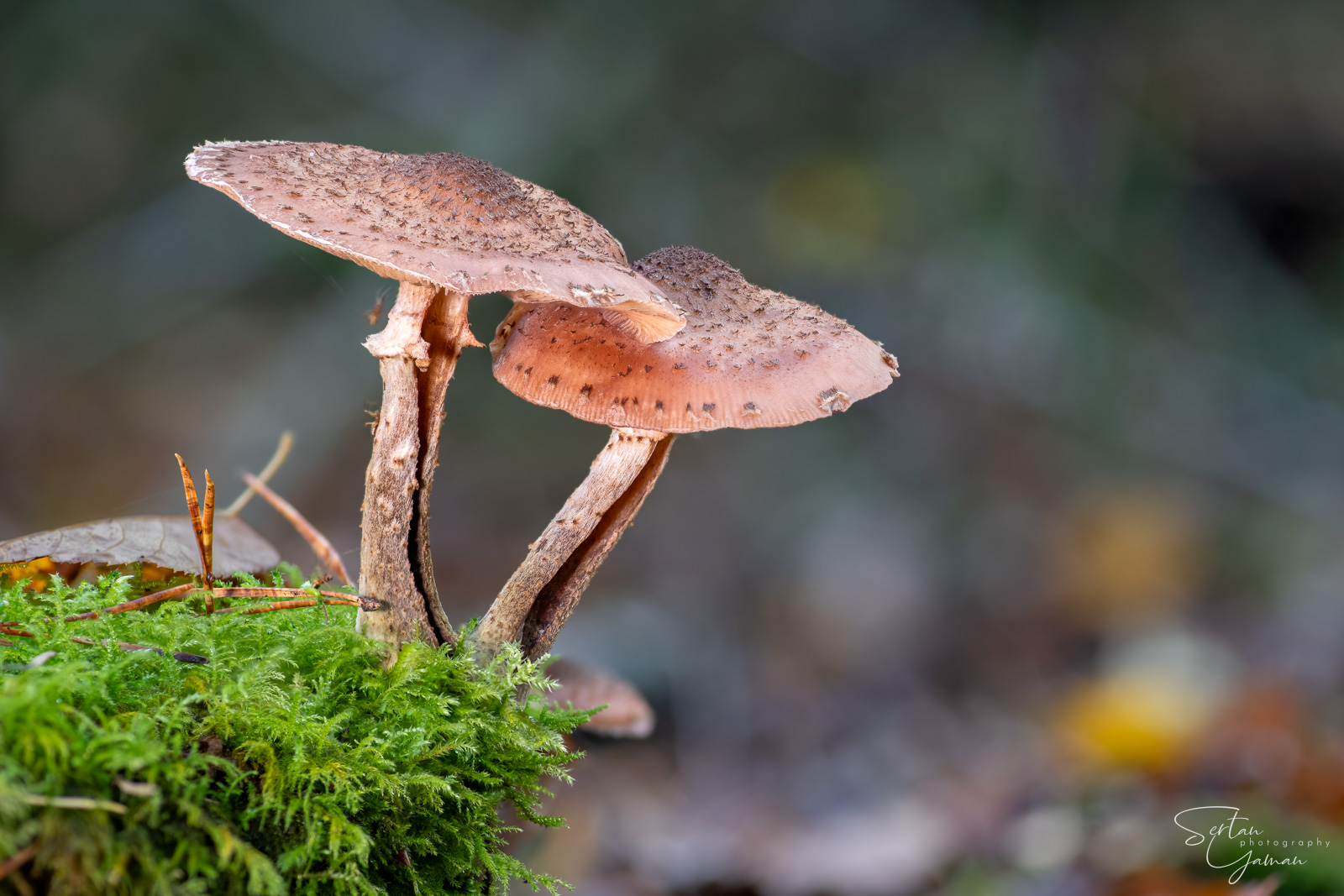 Dark honey fungus