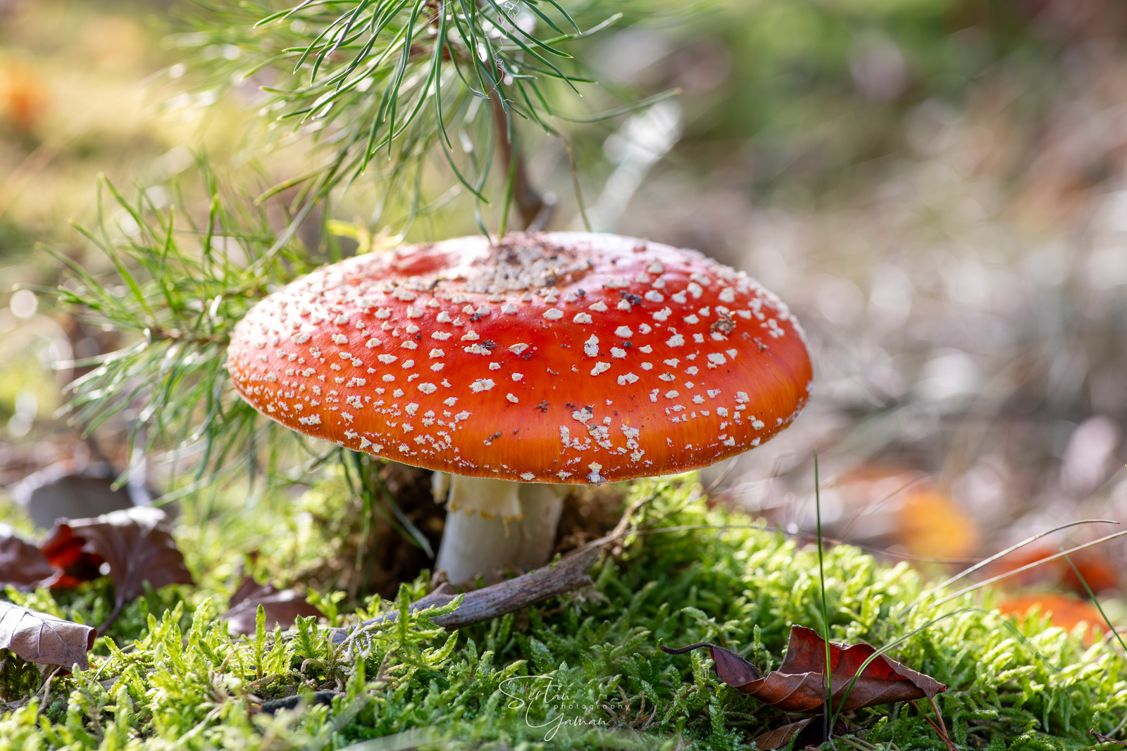 Amanita muscaria in the evening sun