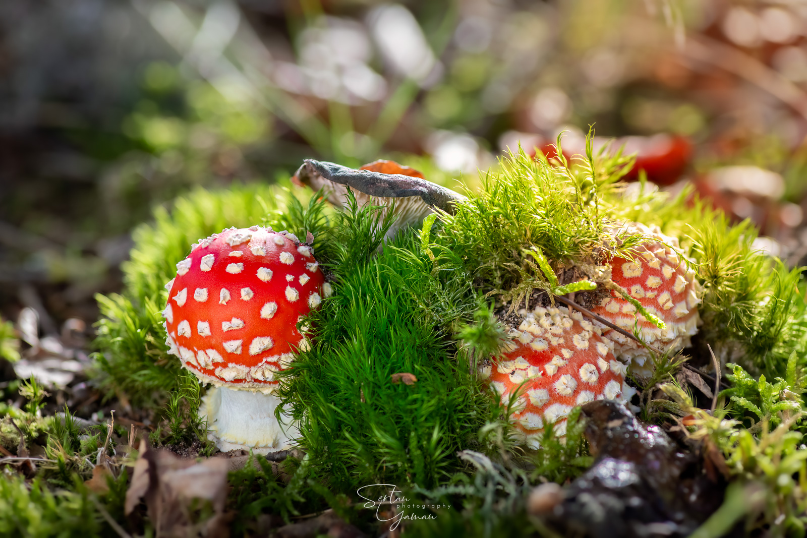 Supermarios on a mushroom island