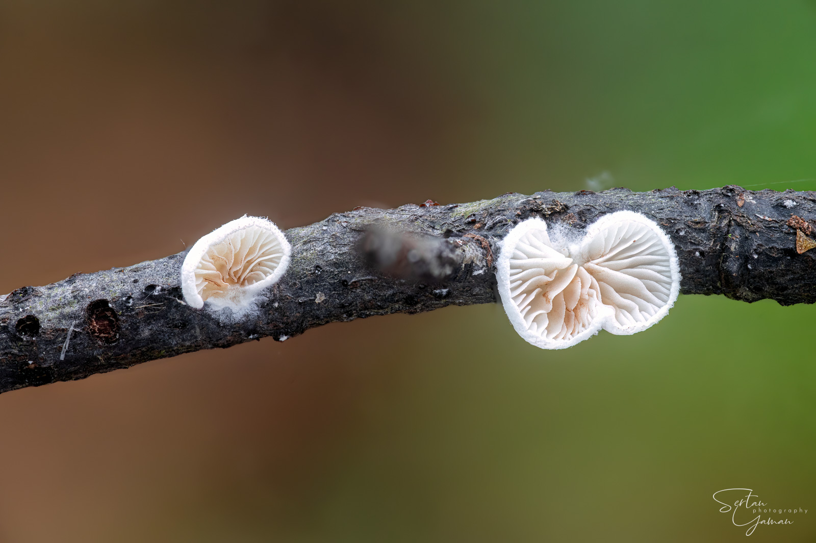 Crepidotus