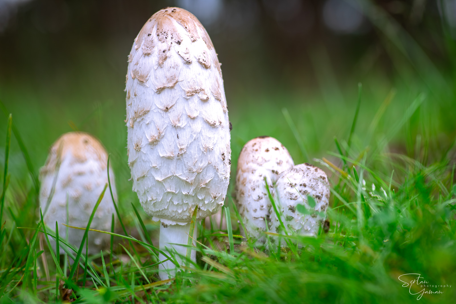 Newcomer parasol mushrooms on grass