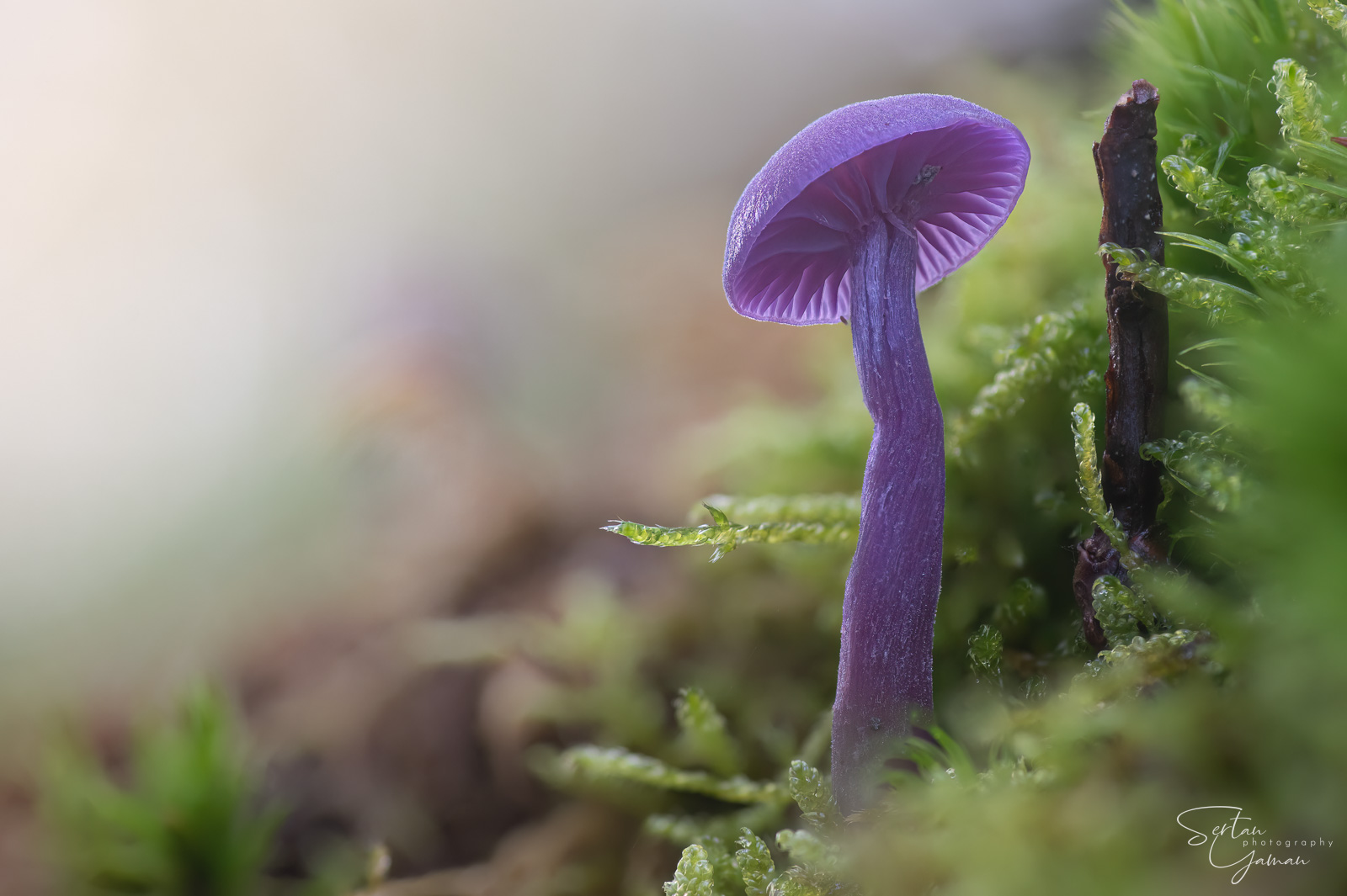 Amethyst deceiver