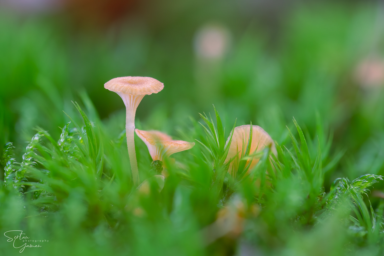 Hygrocybe schistophila