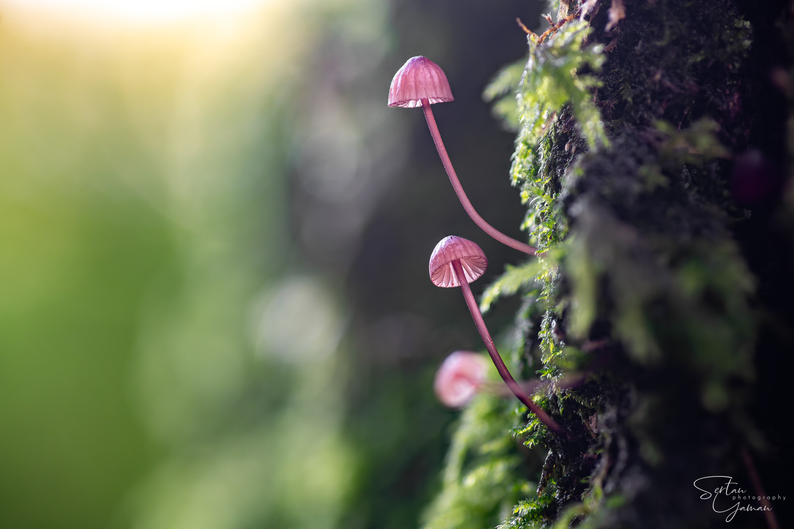 Winter mushrooms