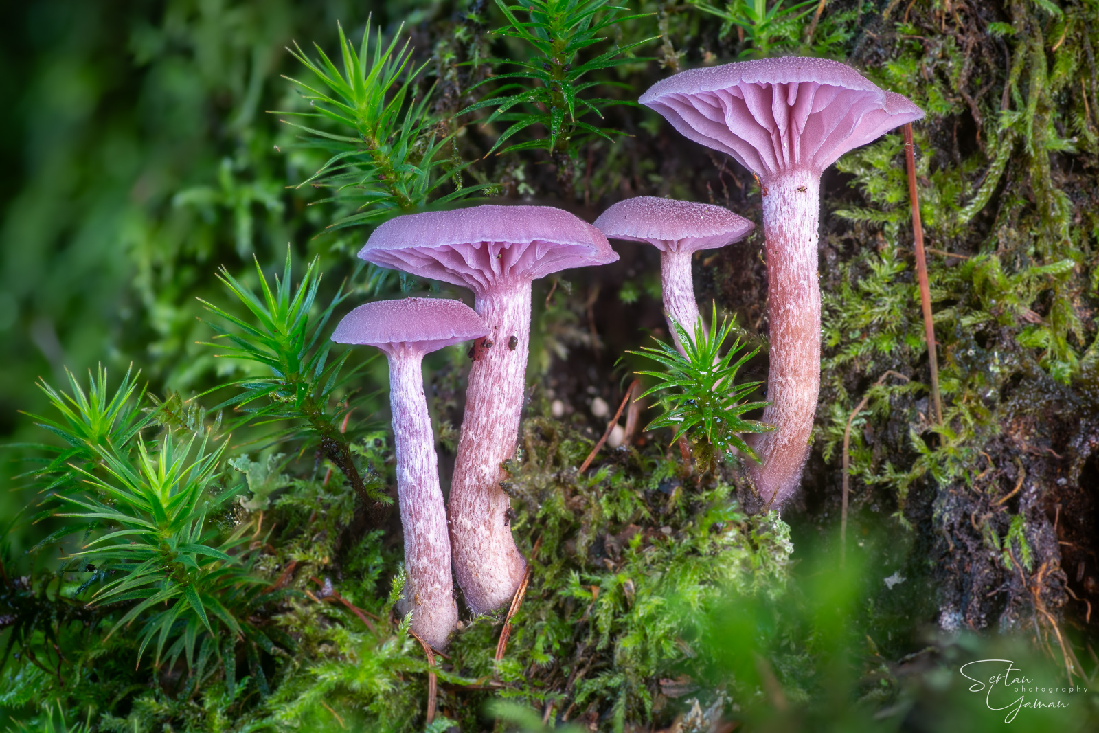 Pink mushrooms on a tree trunk