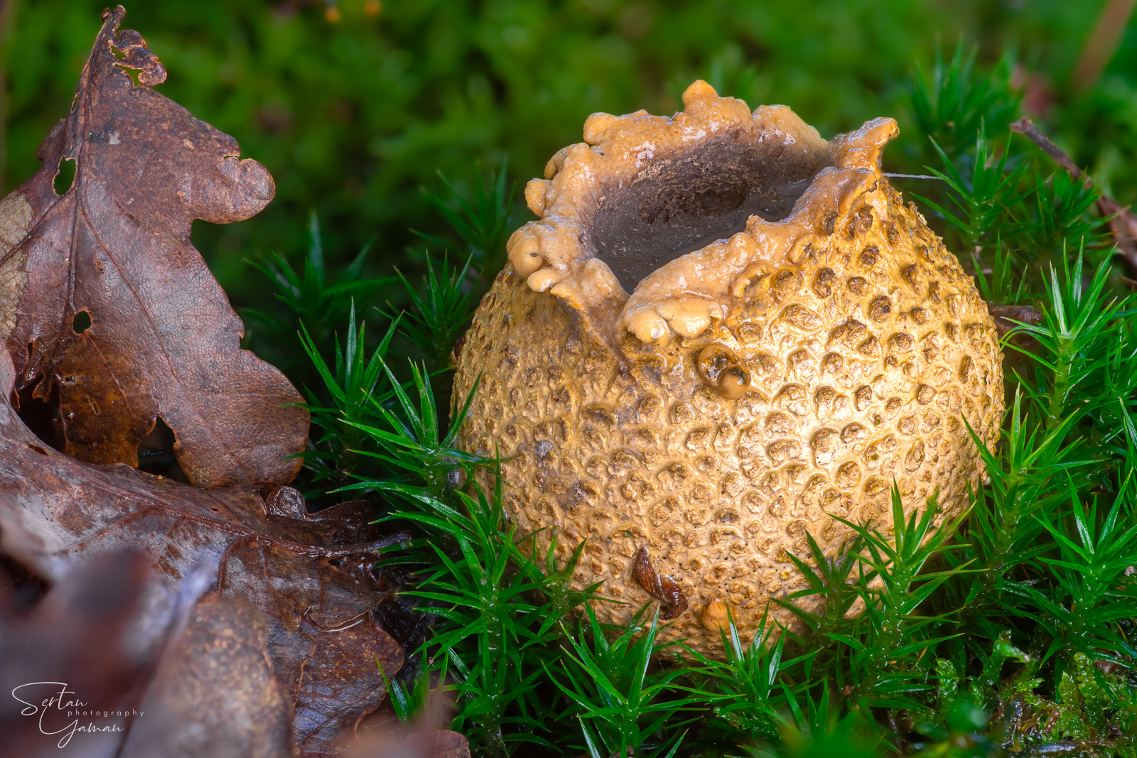 Puffedup ball mushroom