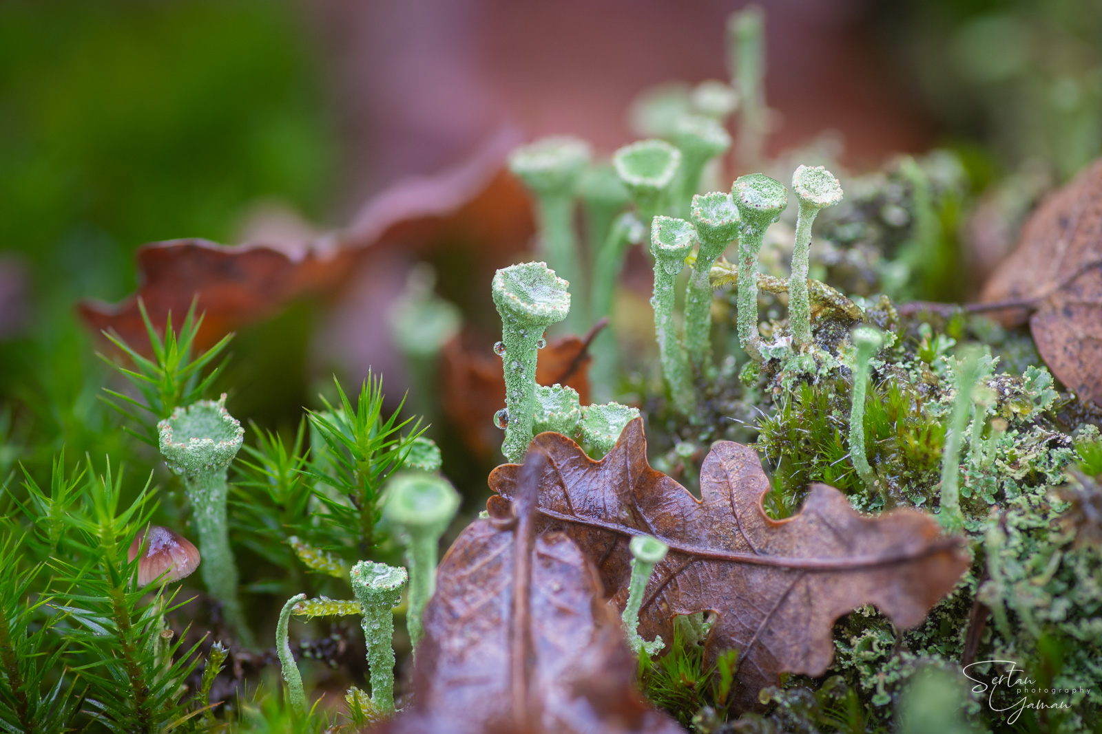 Cladonia lichens