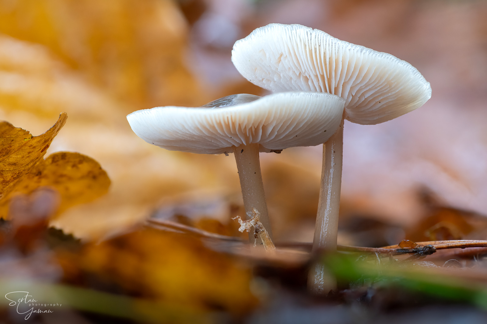 Late autumn mushrooms