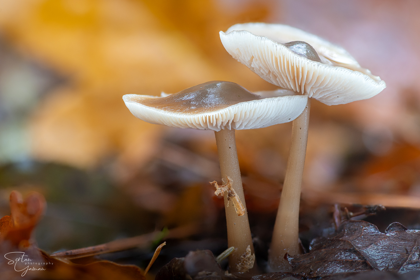 Late autumn mushrooms