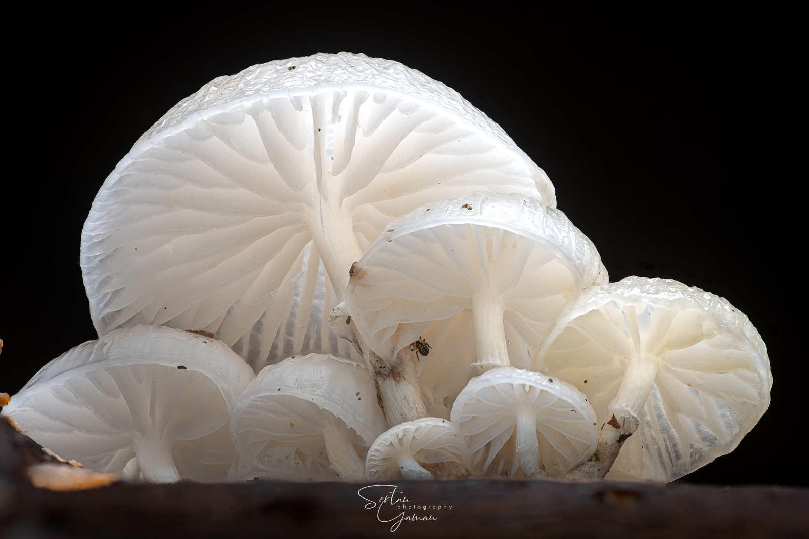 Porcelain fungus commune