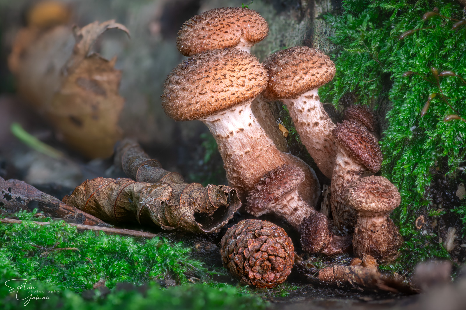 Shaggy scalycap family