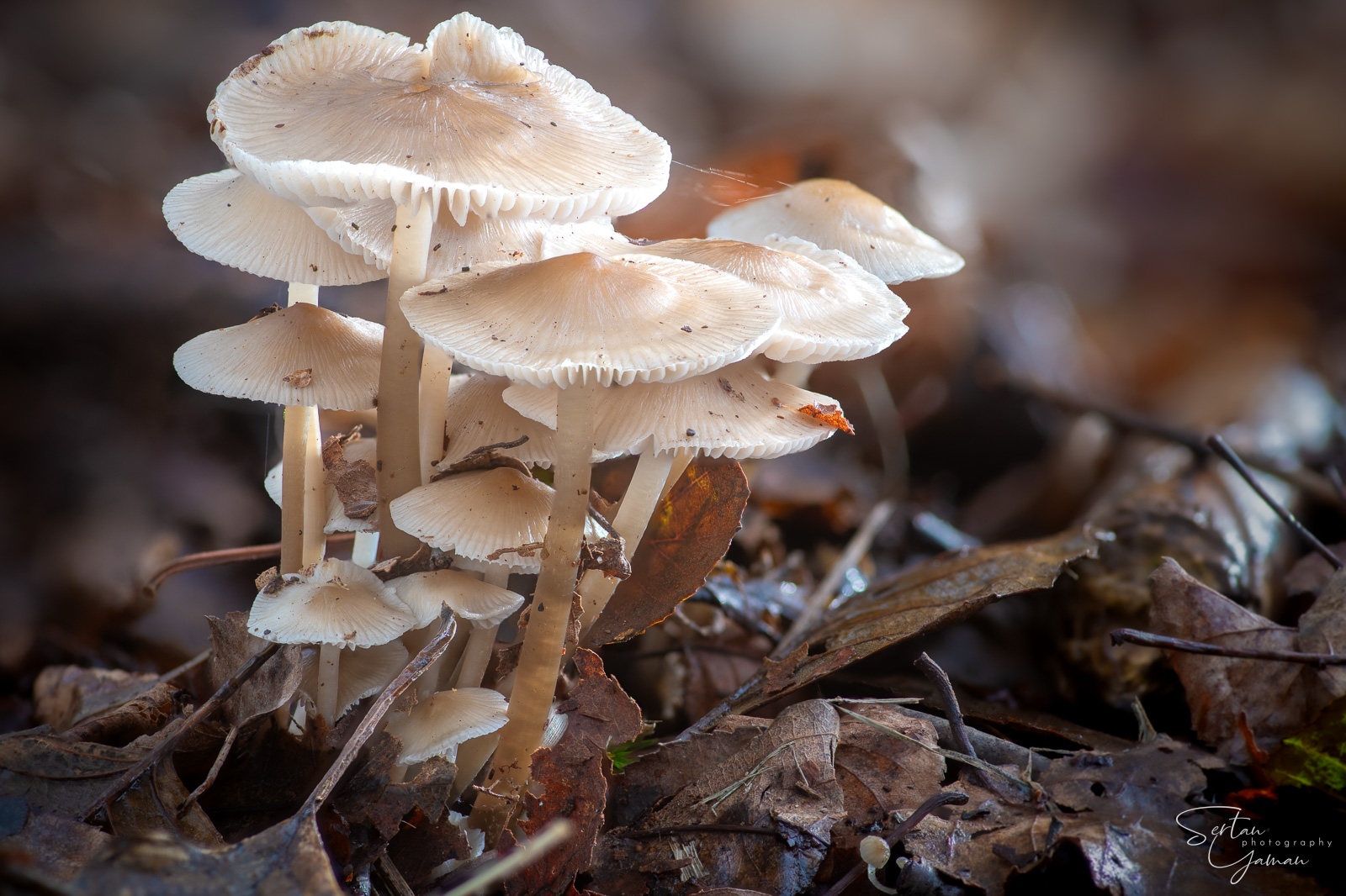 Winter mushrooms